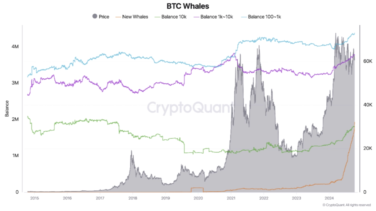 按大小劃分的比特幣鯨魚數量（螢幕截圖）。來源：CryptoQuant